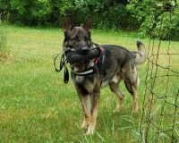 WI K9 SOS Image of files/Dog_Image/Zendar 10-2021 web update photo.jpeg